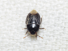 Melanaethus spinolae