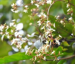 Ichnocarpus frutescens