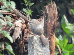 Argya striata