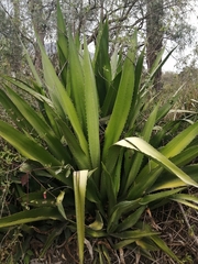 Furcraea andina