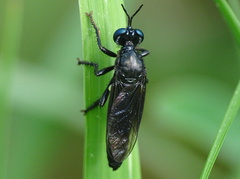 Dioctria atricapilla