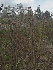Leonotis nepetifolia