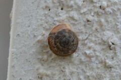 Xeroplexa intersecta