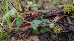 Passiflora bogotensis