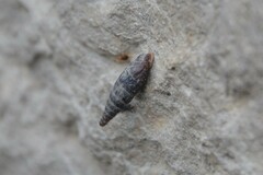 Clausilia