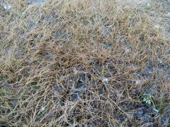 Eleocharis acicularis