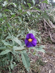 Lycianthes lycioides