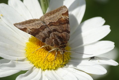 Euclidia glyphica