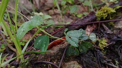 Passiflora bogotensis