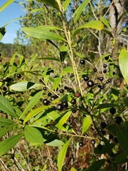 Ilex glabra