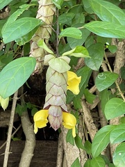 Gmelina philippensis