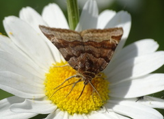 Euclidia glyphica