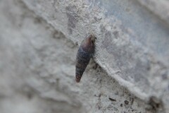 Clausilia rugosa parvula