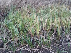 Glyceria maxima
