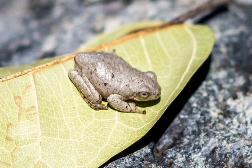 Kivu Reed Frog, Hyperolius kivuensis