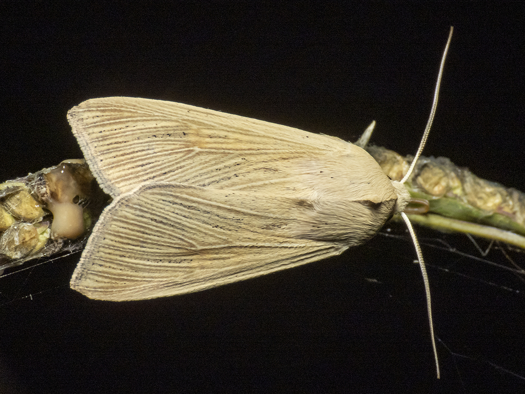 Pseudaletia impuncta