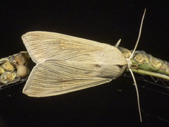 Mythimna impuncta