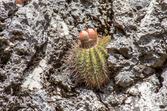 Melocactus macracanthos