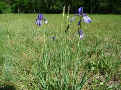 Iris sibirica