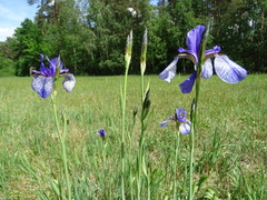 Iris sibirica