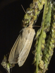 Mythimna impuncta