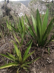 Furcraea andina