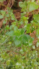 Salpichroa tristis