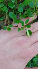 Salpichroa tristis