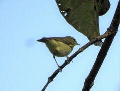 Phylloscopus nitidus