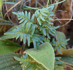 Cheilanthes quadripinnata
