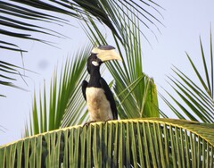 Anthracoceros coronatus