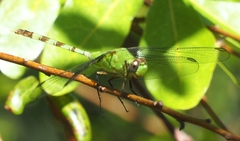 Erythemis vesiculosa