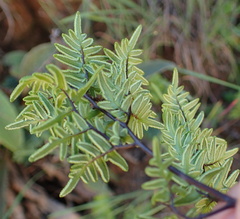 Cheilanthes quadripinnata
