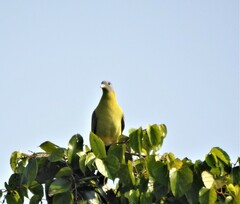 Treron phoenicopterus