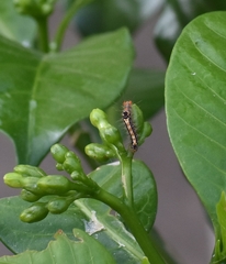 Orvasca subnotata