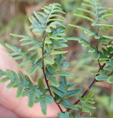 Cheilanthes quadripinnata