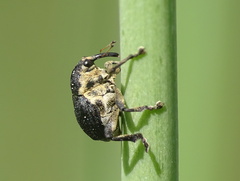 Mononychus punctumalbum