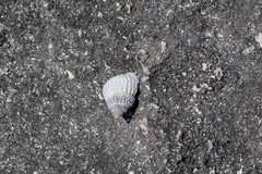 Cenchritis muricatus
