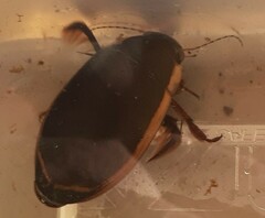 Dytiscus verticalis