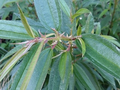 Boehmeria densiflora