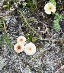 Marasmius rotula