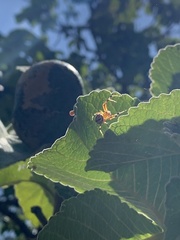 Araneus guttatus