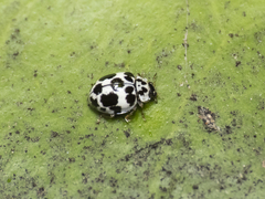 Psyllobora picta