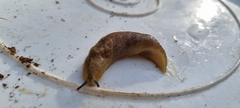 Limacus