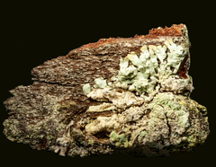 Parmeliopsis hyperopta