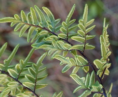Cheilanthes quadripinnata