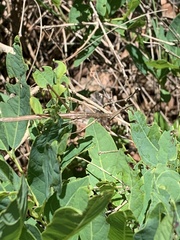 Tetanorhynchini