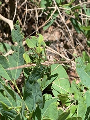 Tetanorhynchini
