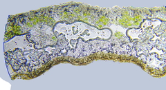 Parmeliopsis hyperopta