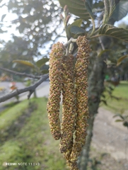 Alnus lusitanica
